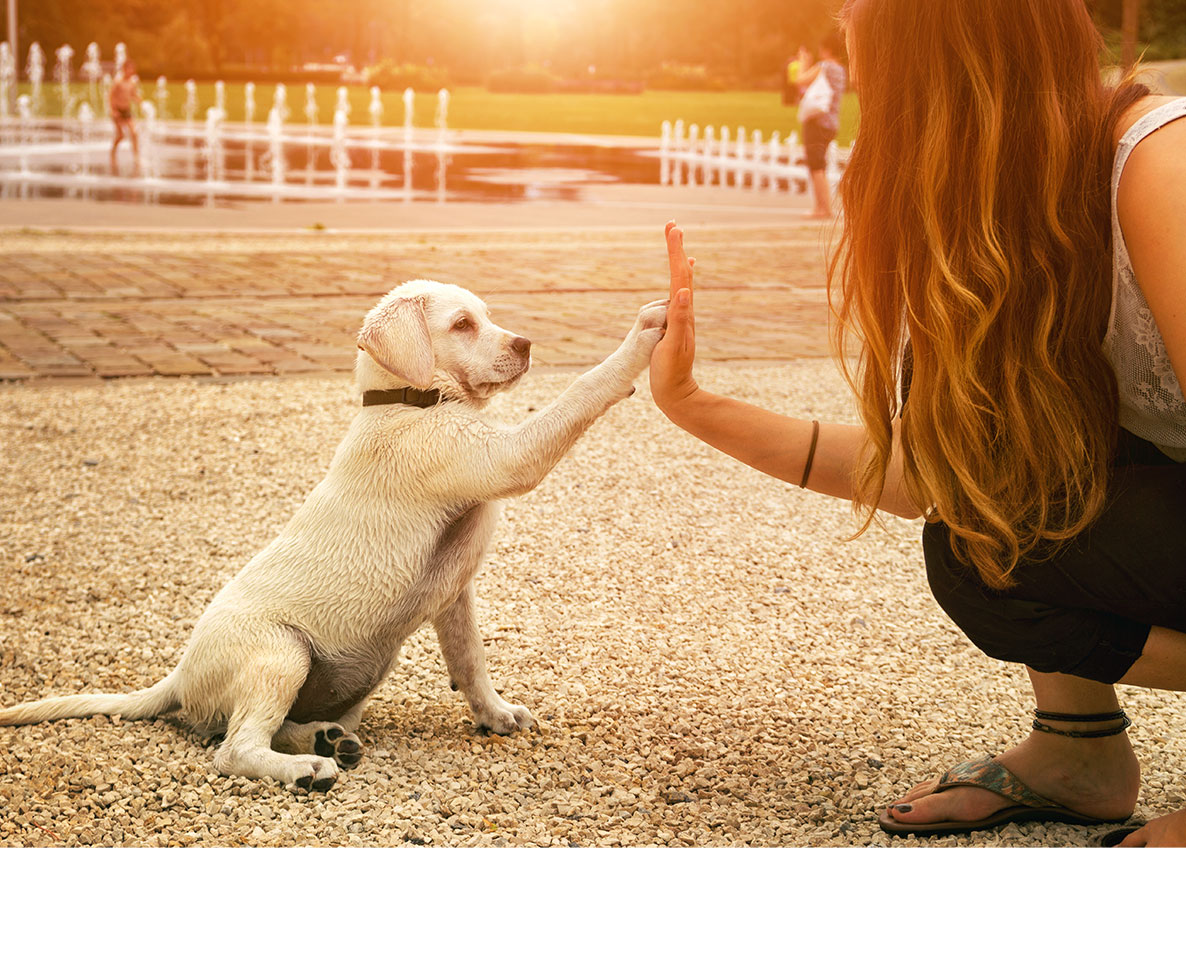 SNSで流行中！愛犬とやる「パウズ・イン」チャレンジとは？