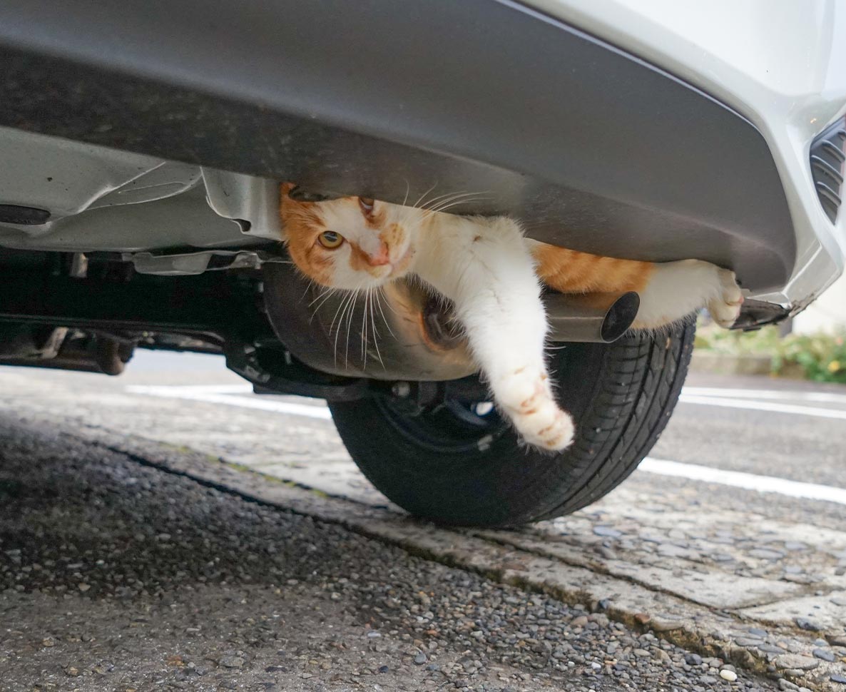 車のバンパーに挟まっていた猫を警察官が見つけ救護