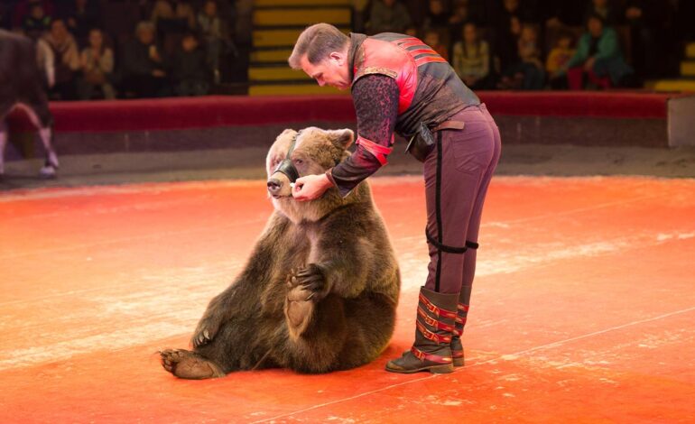 サーカス上演中にクマが調教師を襲う