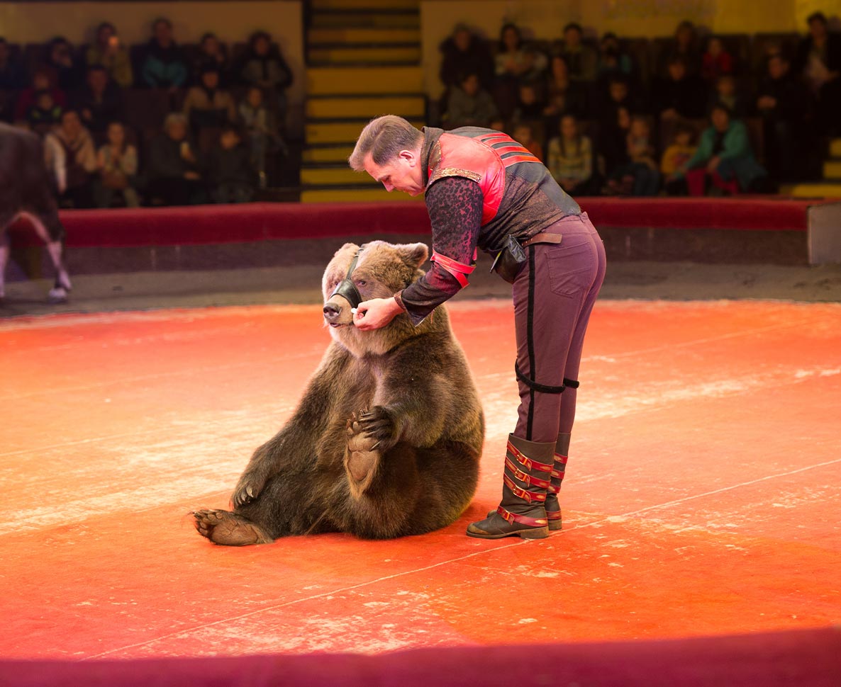 サーカス上演中にクマが調教師を襲う